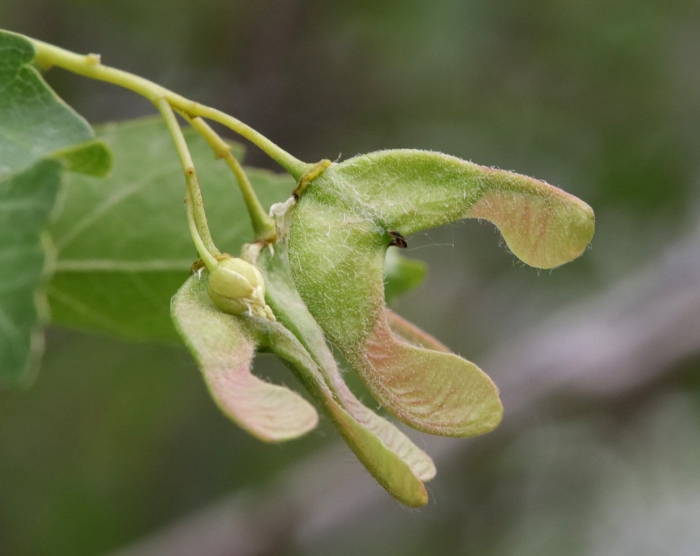 Клён ясенелистный вертолетики
