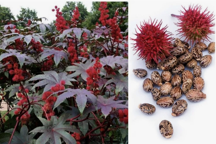 Клещевина рицин