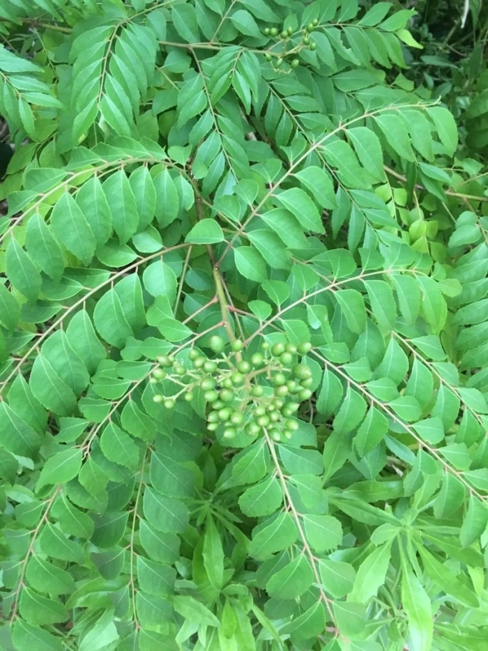 Picrasma quassioides