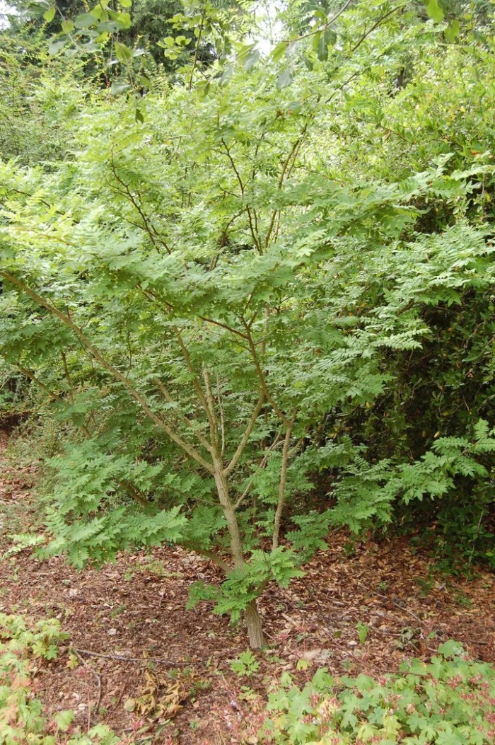 Бархат амурский дерево