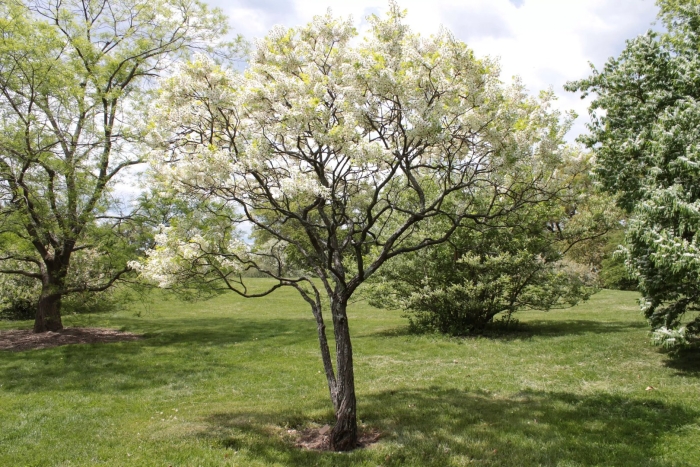 Ирга ламарка amelanchier lamarckii