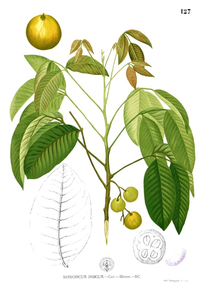Sandoricum koetjape