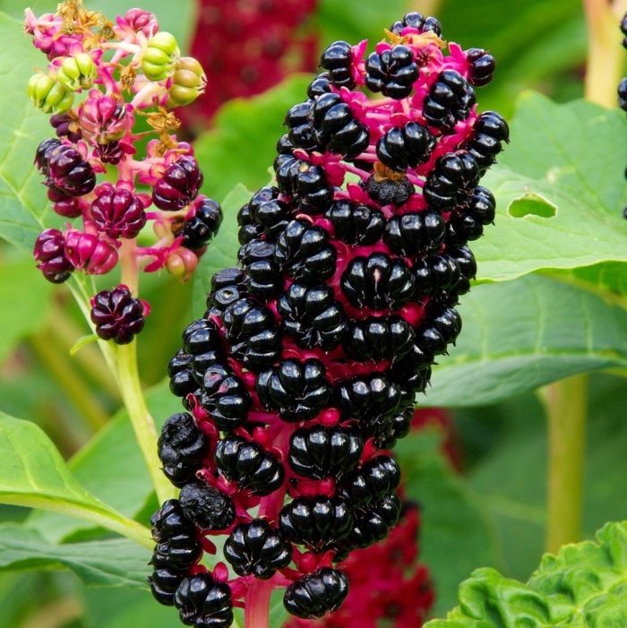 Фитолакка лаконос американский