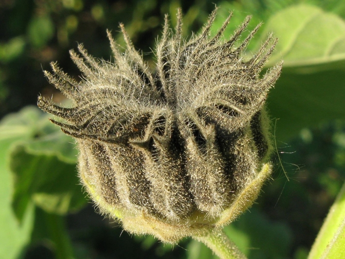 Плод коробочка