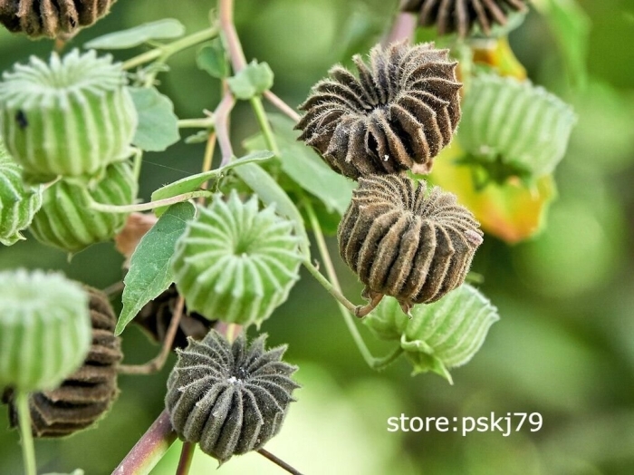 Abutilon indicum абутилон индийский