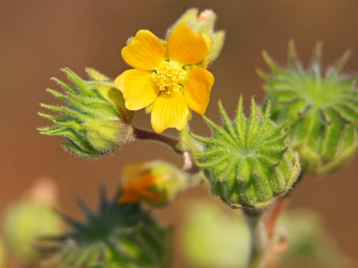 Сорное растение