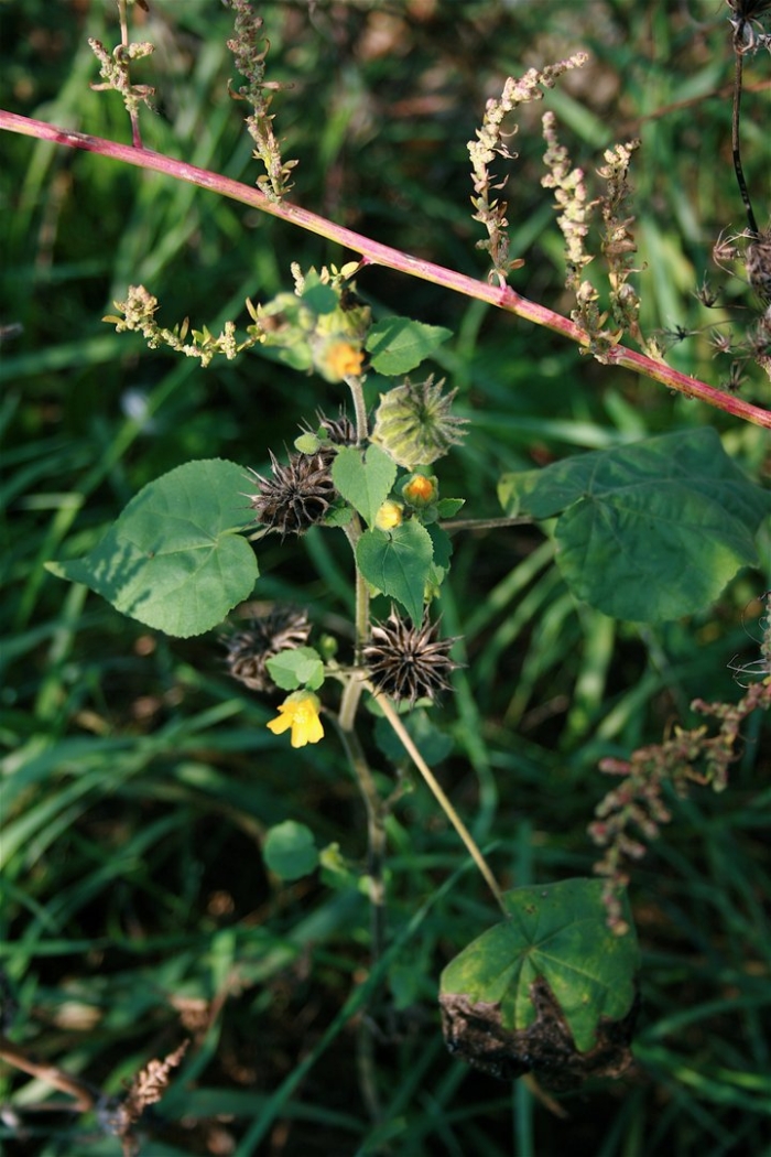 Abutilon indicum