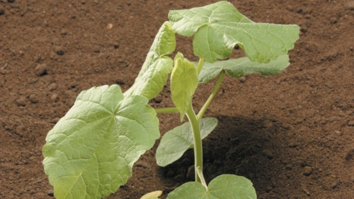 Рассада огурцов