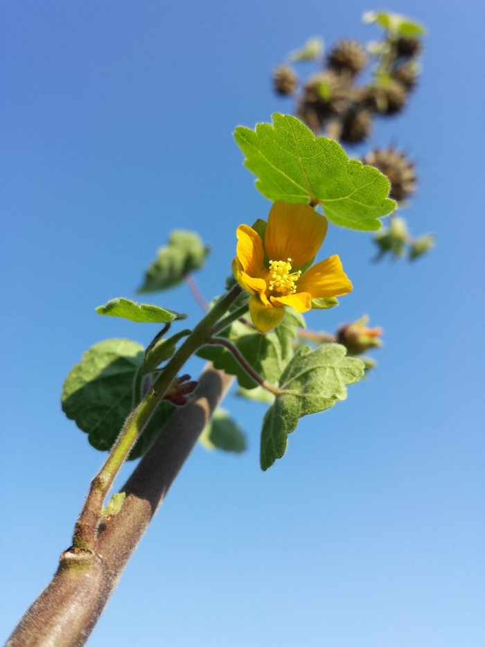 Abutilon theophrasti