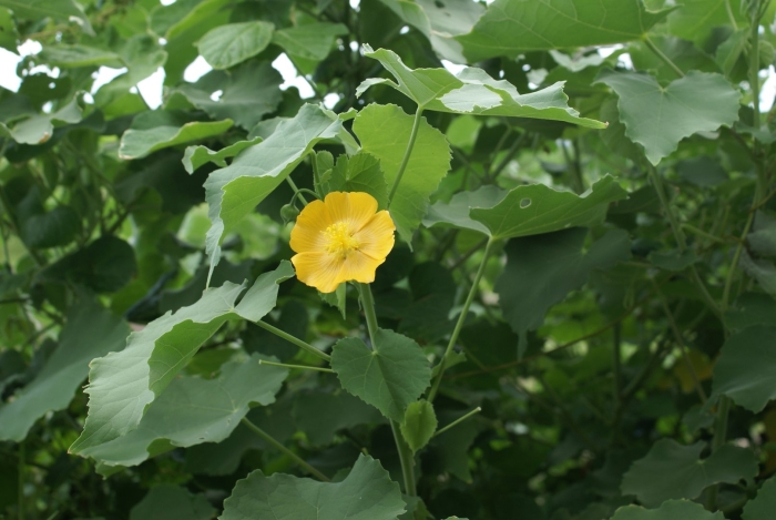 Abutilon grandifolium