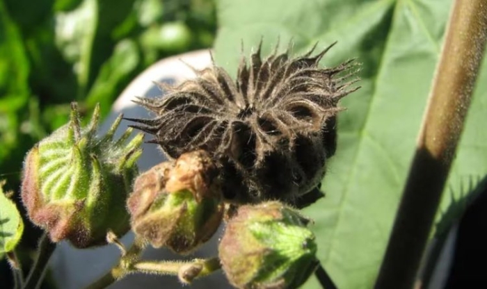Abutilon theophrasti
