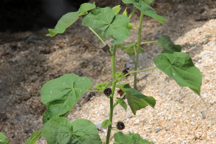 Abutilon theophrasti