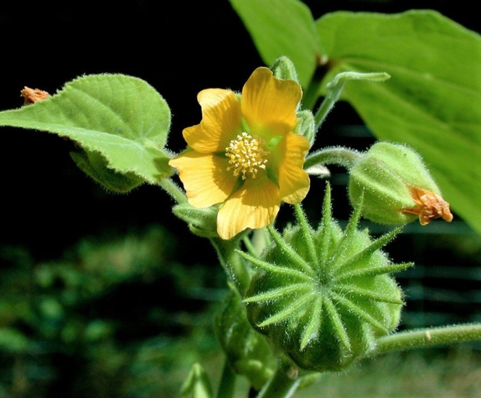 Abutilon theophrasti