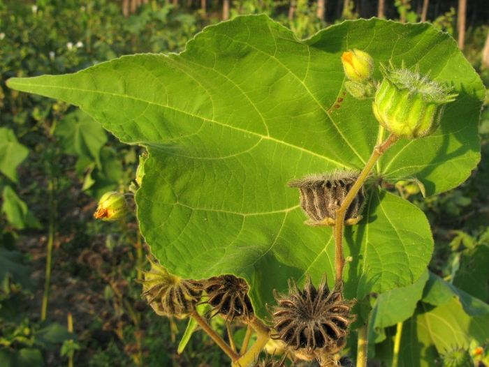 Abutilon theophrasti