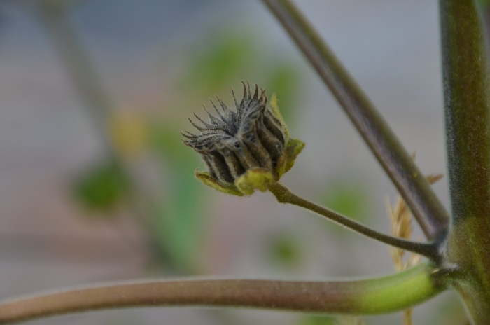 Abutilon theophrasti medik.