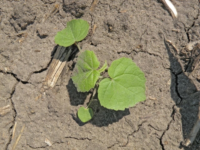 Для огурцов