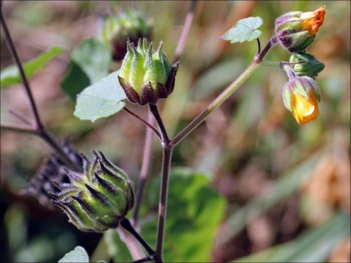 Канатник абутилон теофраста