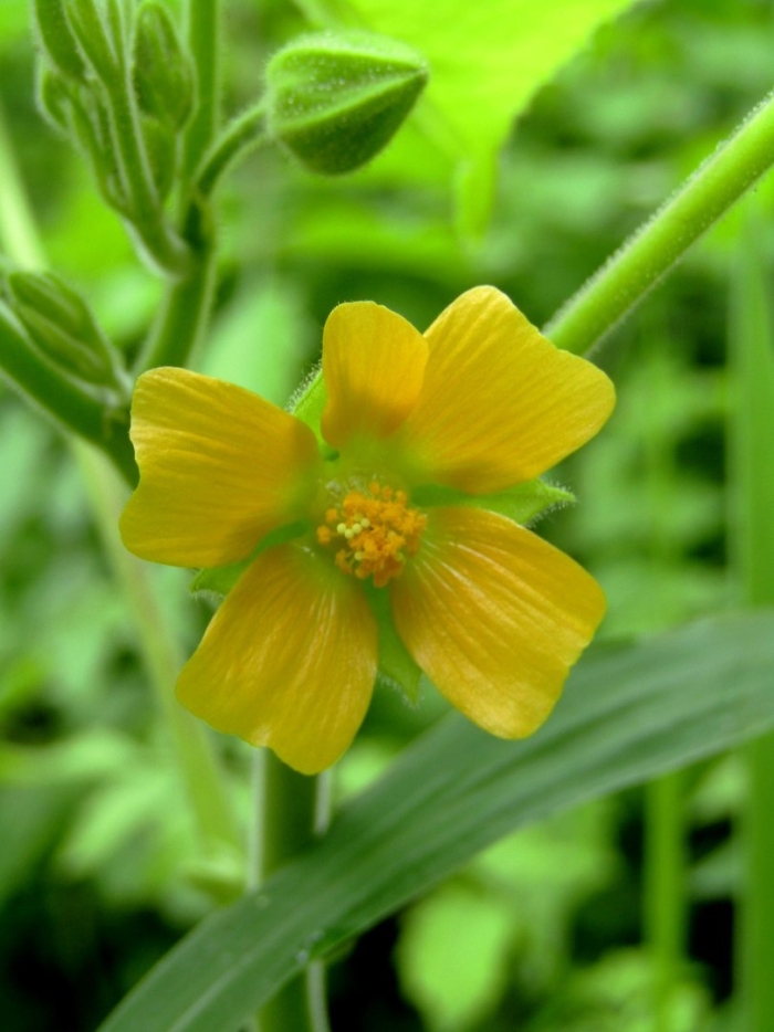 Abutilon theophrasti