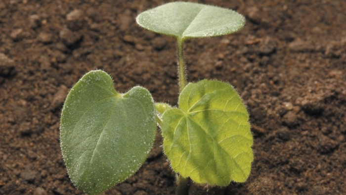 Канатник теофраста сорняк