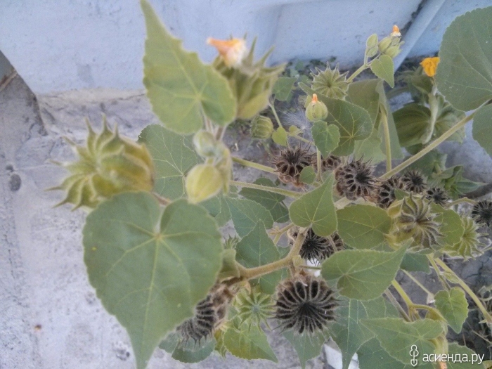 Канатник растение