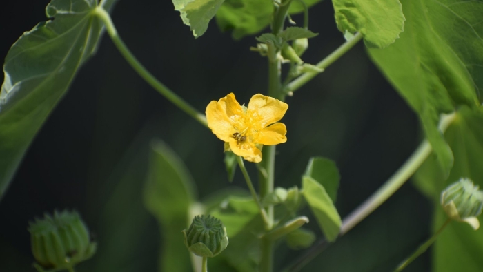 Abutilon indicum