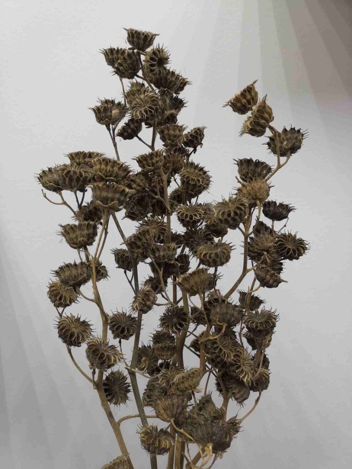 Канатник сухоцвет