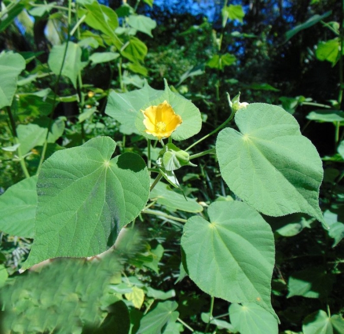 Abutilon theophrasti