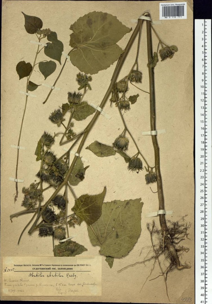 Алтей лекарственный гербарий