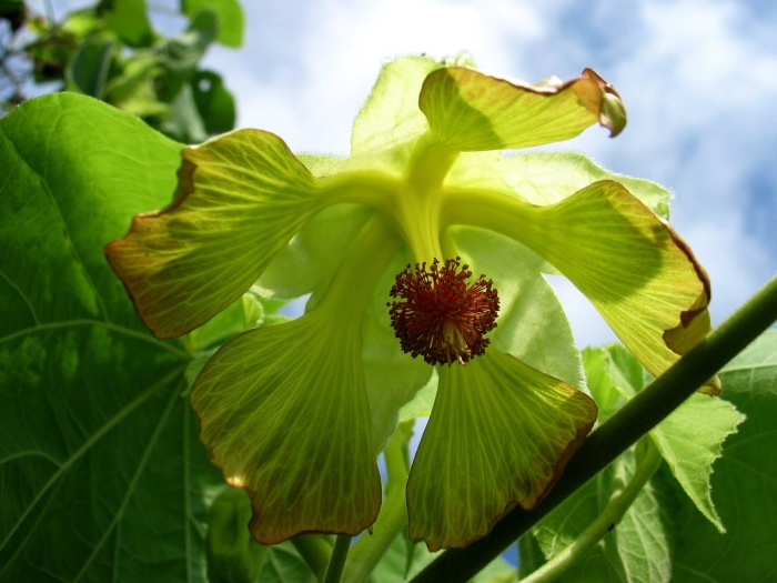 Abutilon sandwicense