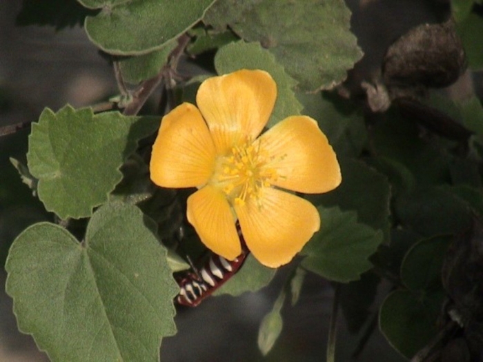 Abutilon sonneratianum