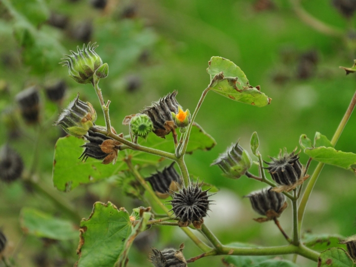 Abutilon theophrastii