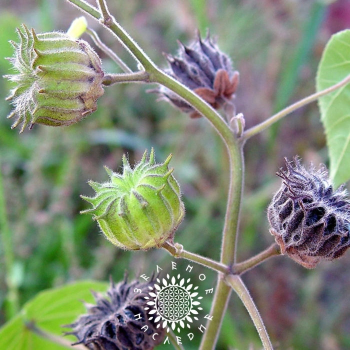 Абутилон теофраста