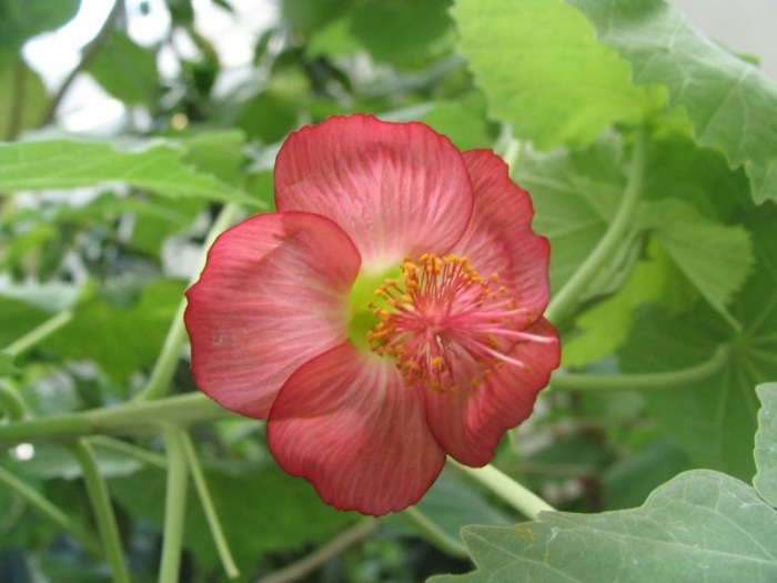Abutilon menziesii