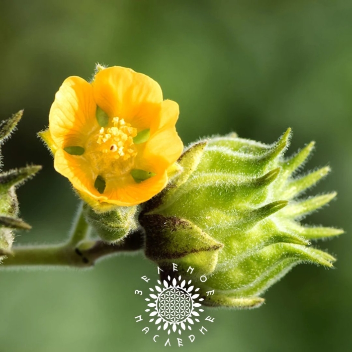Abutilon theophrasti