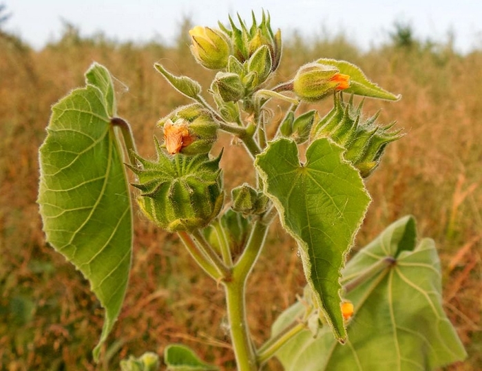 Abutilon theophrasti