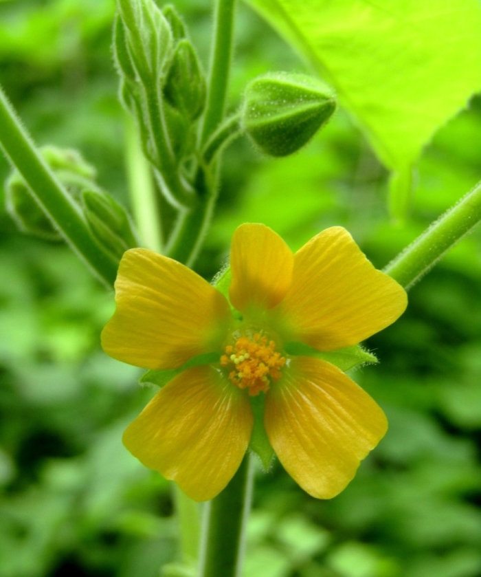 Abutilon theophrasti