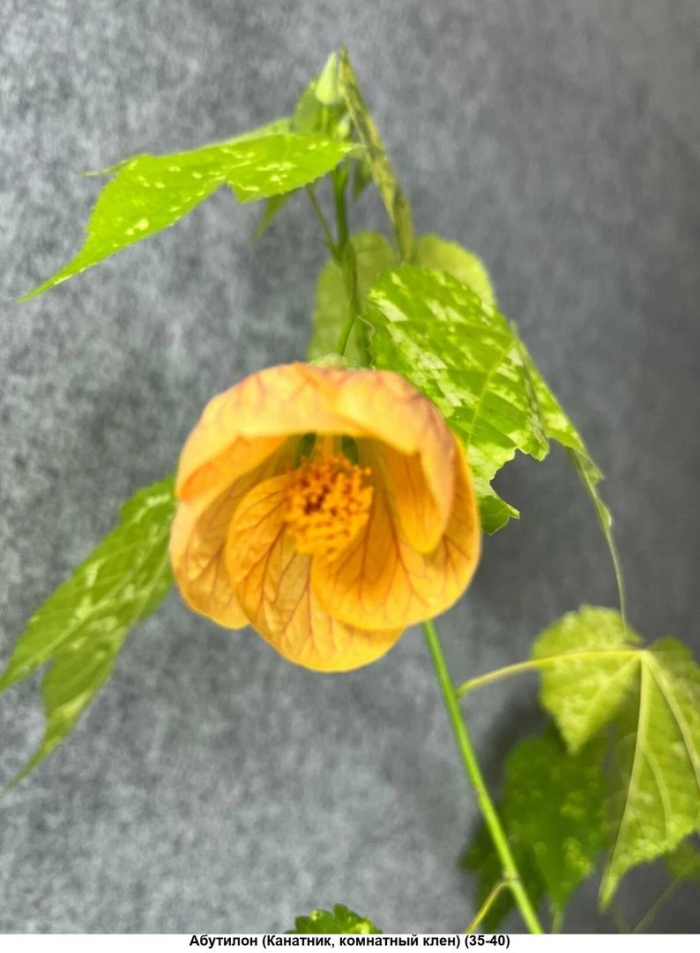 Абутилон комнатный клен