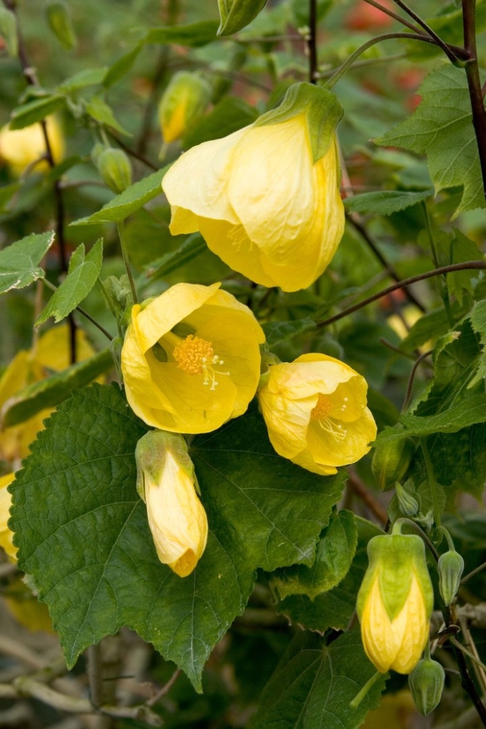 Абутилон канатник