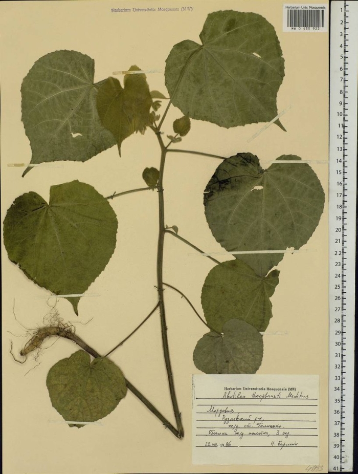 Abutilon theophrasti