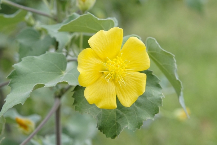 Abutilon indicum