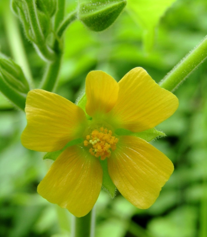 Abutilon theophrasti