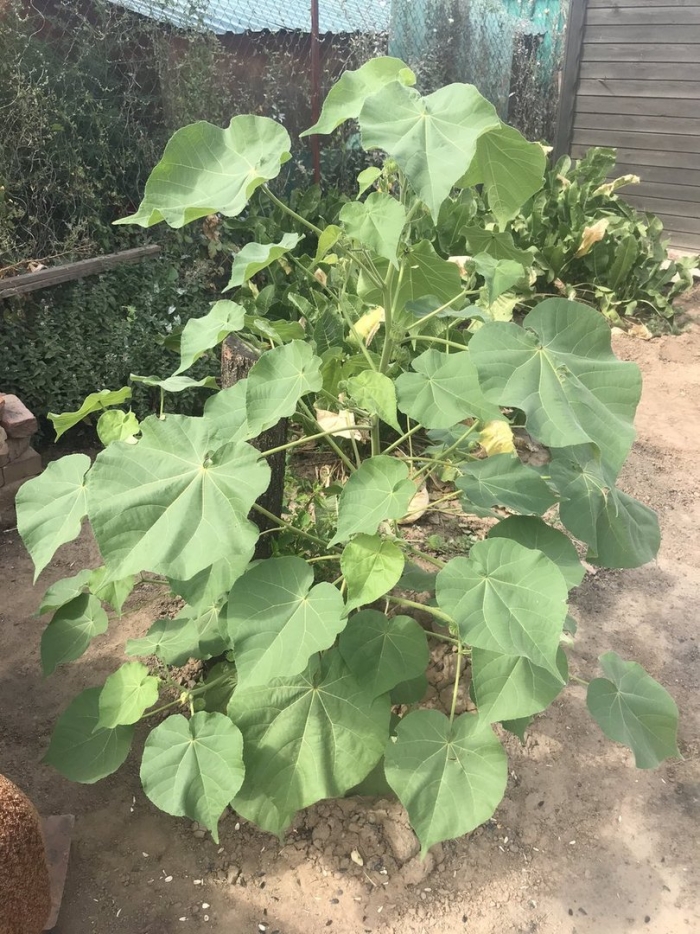 Павлония войлочная адамово дерево