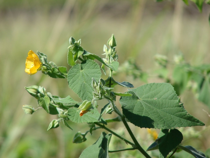 Abutilon grandiflorum
