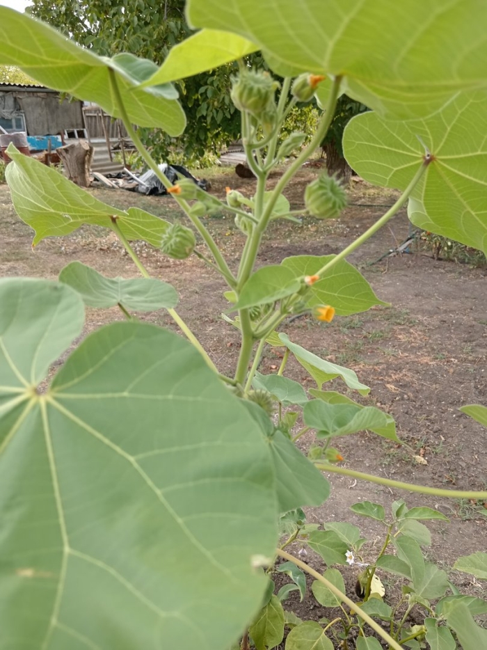 Канатник теофраста растение