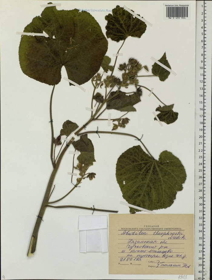 Белокопытник ложный petasites spurius