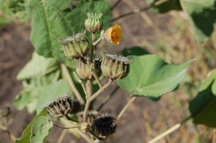 Abutilon theophrasti