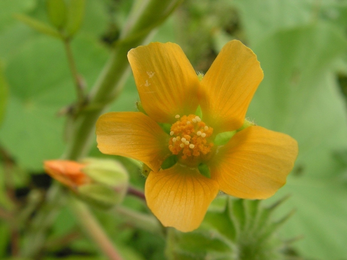 Abutilon theophrasti