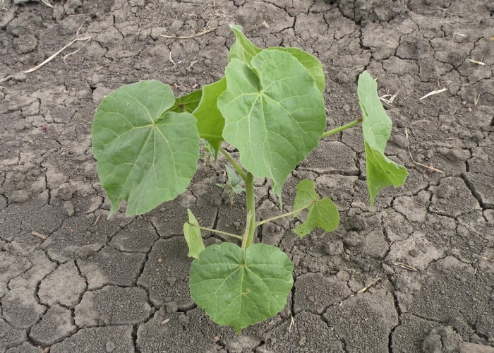 Листья огурцов