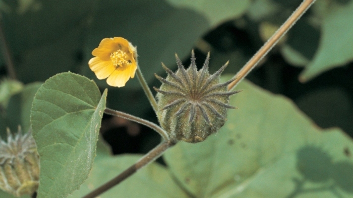 Abutilon theophrasti