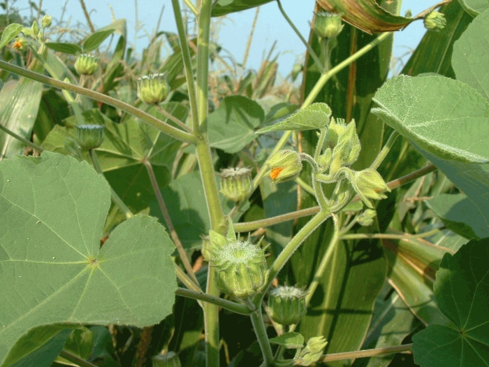 Канатник абутилон теофраста